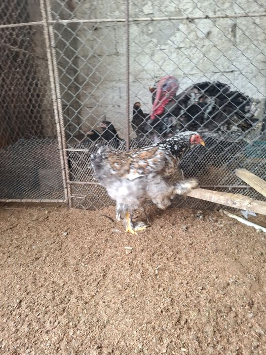 Brahma Albastru ,Negru,Portelan