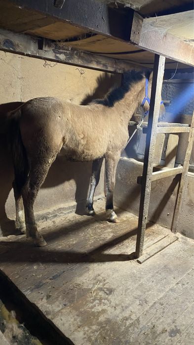 Тай еркек сатылады