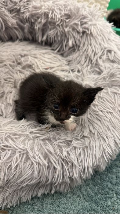 Котенок мальчик в добрые  руки
