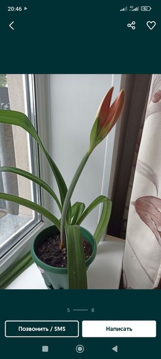 Продам комнатные цветы
