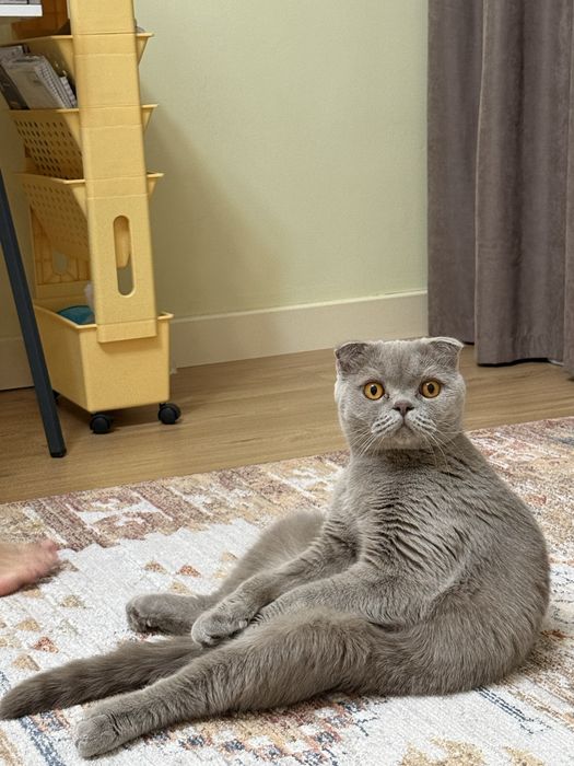 Шотландец вислоухий!