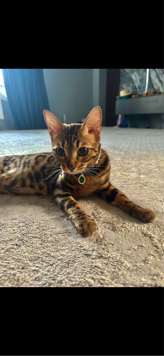 Передержка животных кошек и собак