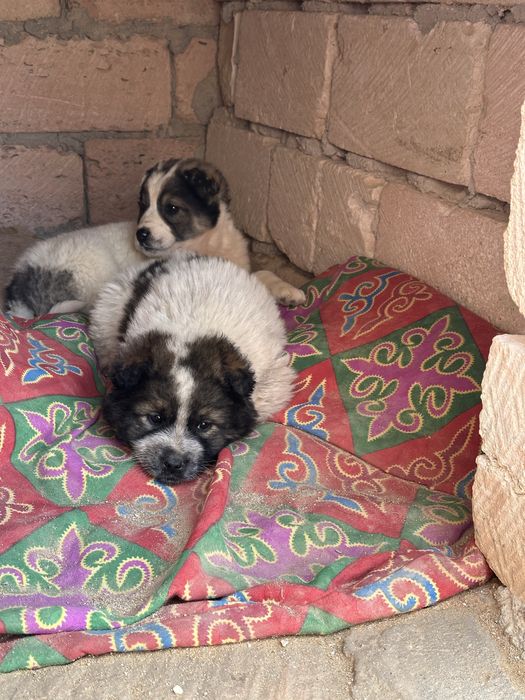 Добрые руки щенков