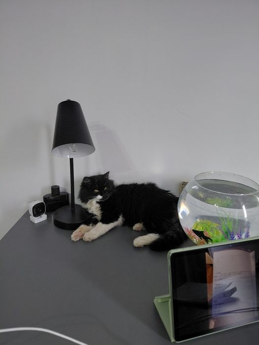 Pet sitter valenii de munte