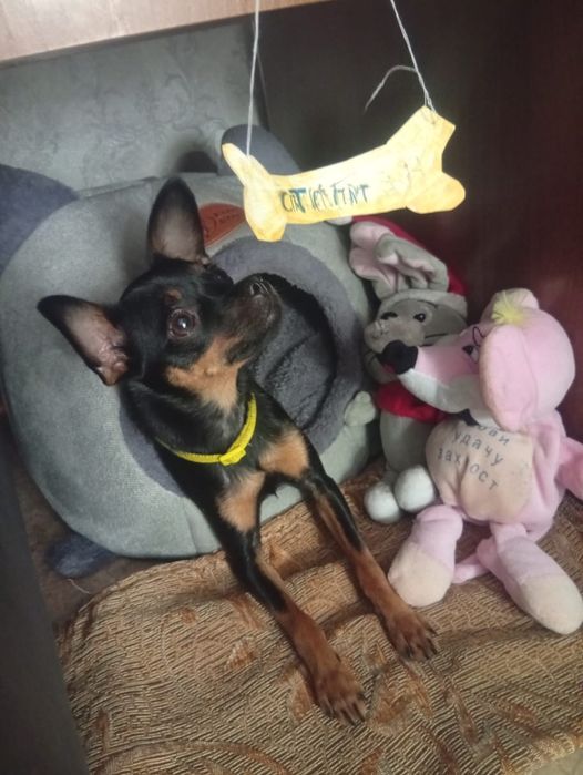 Вязка девочки той терьер