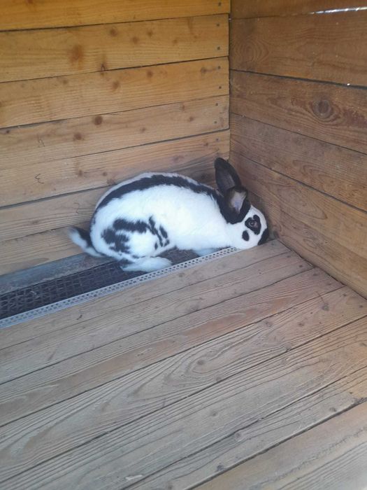 Vând iepure fluture german