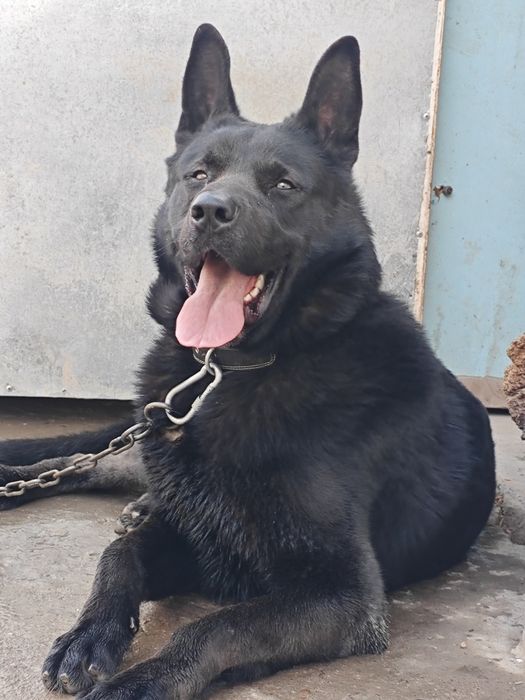 Вязка восточной Европейской овчарки