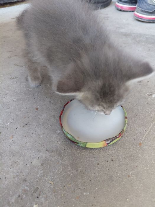 Котёнок в добрые руки