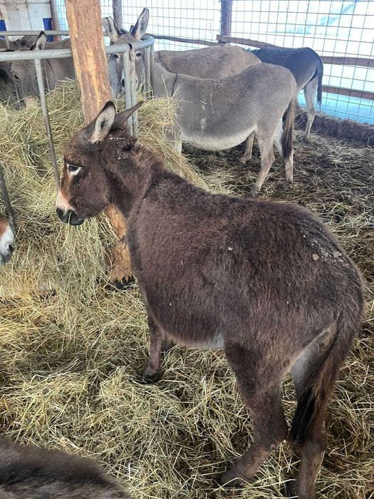 Vand magarite,manze tinere