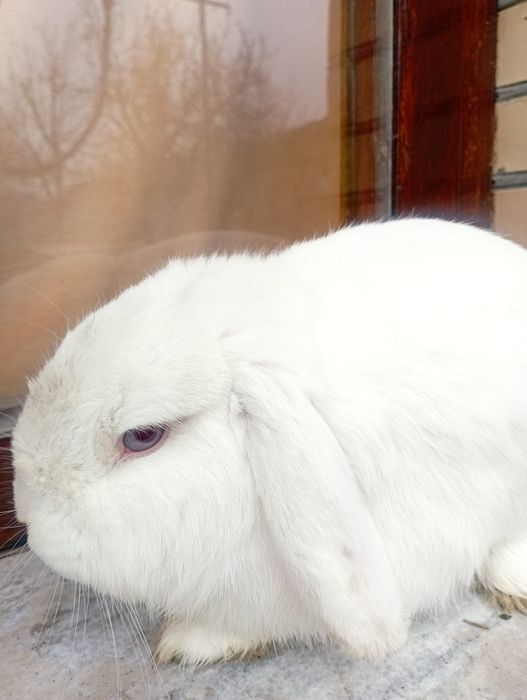 Карлик баран самец