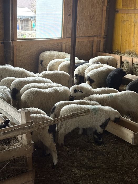 Vand miei pentru paste