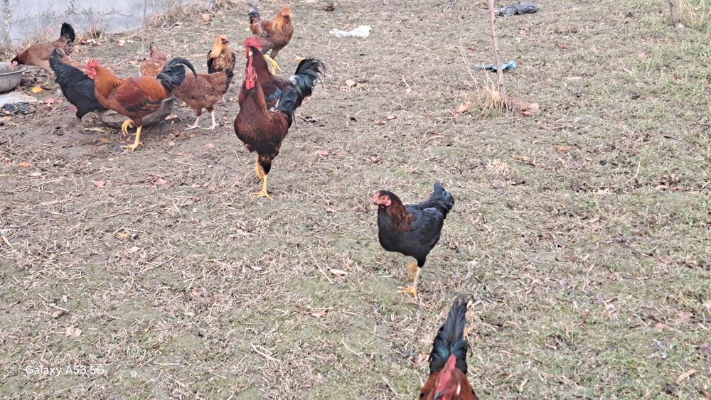 Кури местные разные цвета и возраста