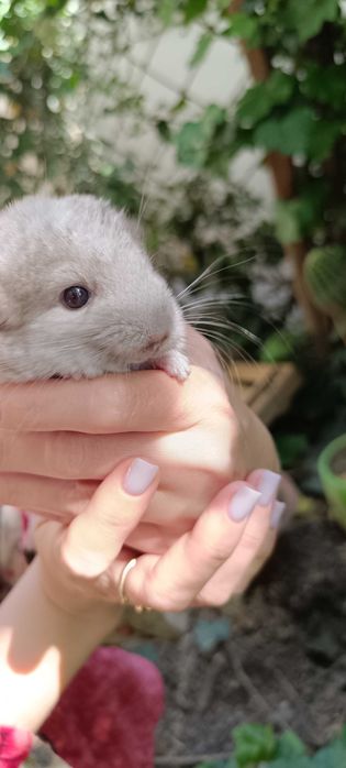 Домашний питомец- шиншилла