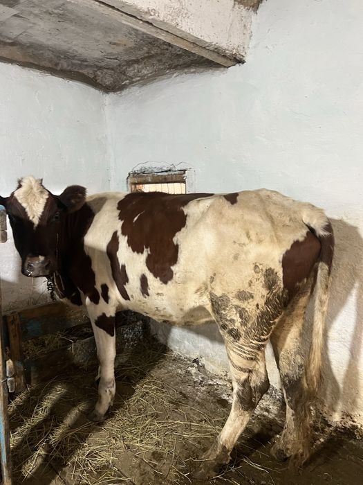 Продам корову и телок