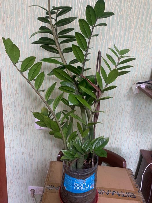 Долларовое дерево, Замиокулькас