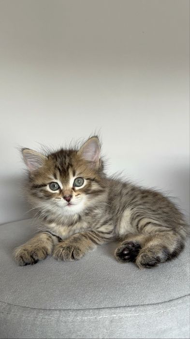 котятки ищут дом