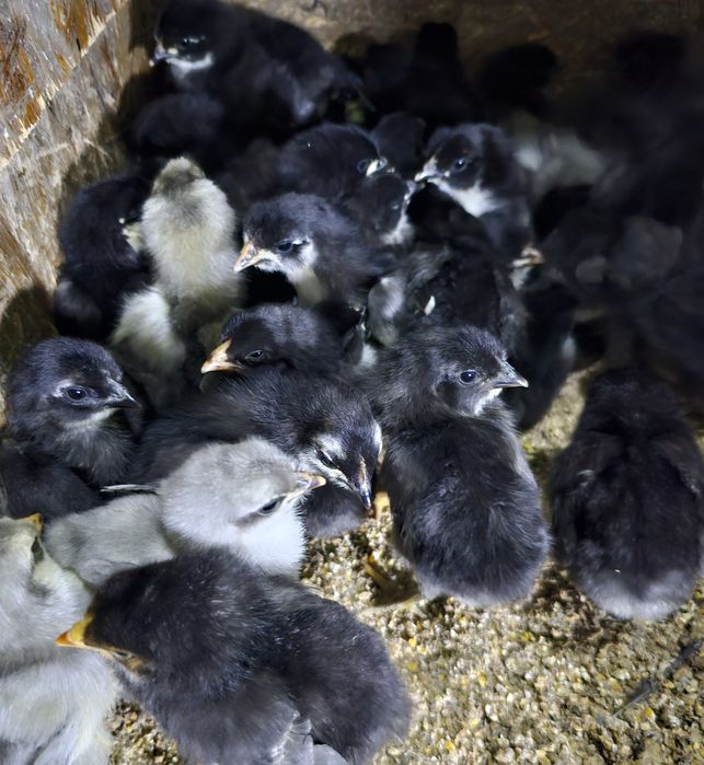 Продаются недельные цыплята