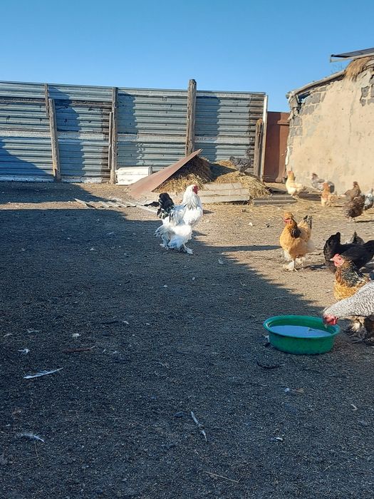 Продам петух брама