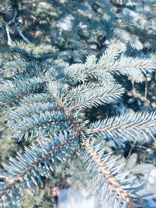 Ели голубые продам 2 метра