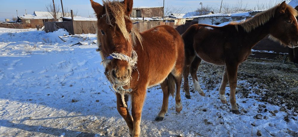 Продаются лошади