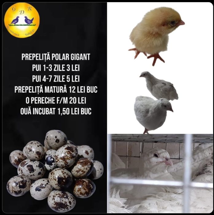 Prepelițe si oua incubat / consum bio