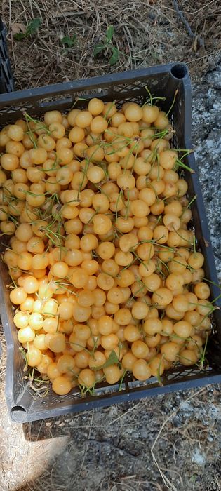 Samarqand gelos siz xohlagan turdagi kuchatlar buyicha bemalol aloqada