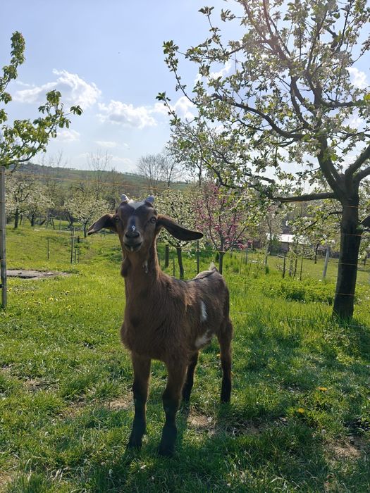Vand capre alpina franceza