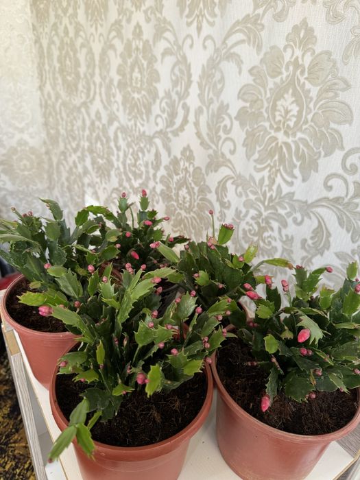 Шлюмбергера (декабрист)