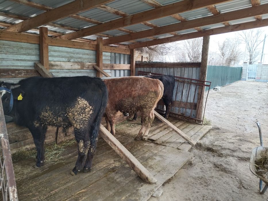 Бычки 1 .2 с возрастом