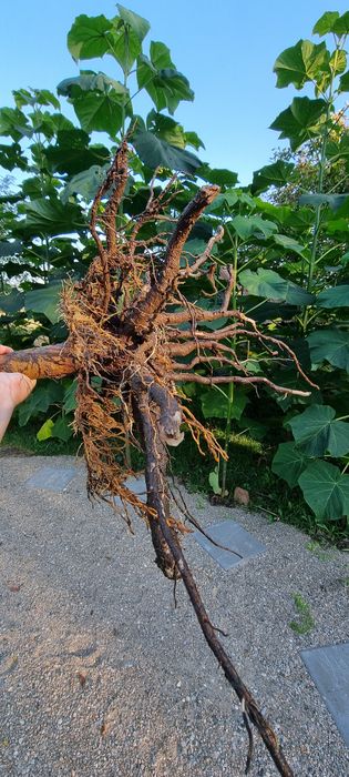 Butas Paulownia Hibrid 9501