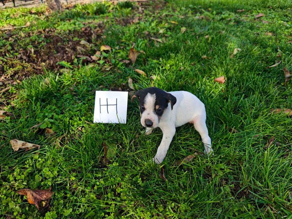 Подарявам кученца на 50 дни с поставена първа ваксина гр. Хасково