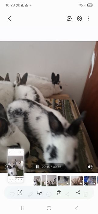 Зоти бобчка оила