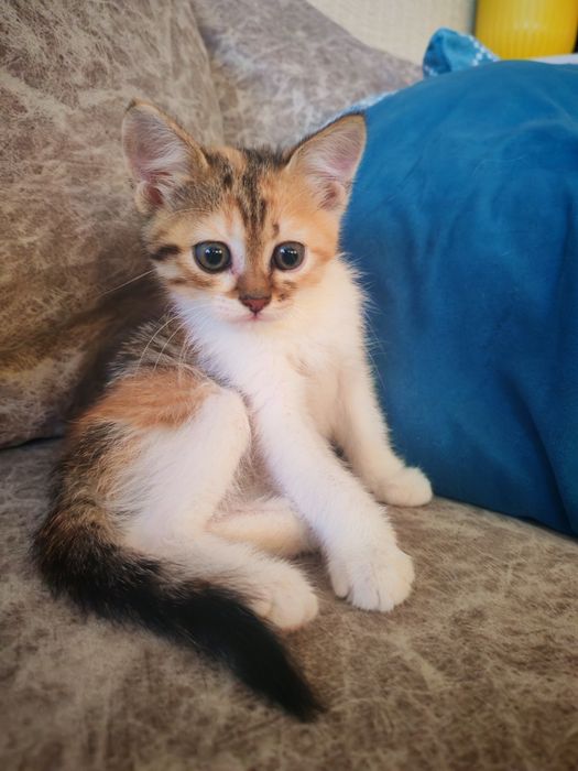 Котенок девочка ищет дом
