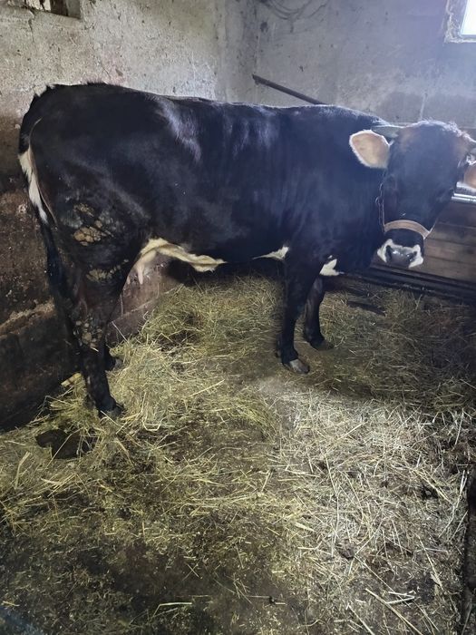 Vând vaca la prima fătare