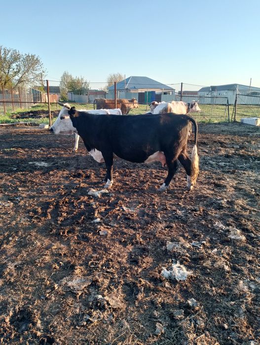 Сементал сауын сиырлар сатылады