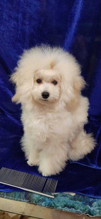 микро той пудель