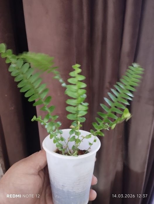 Папоротник комнатные растения