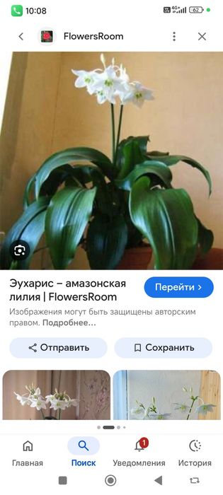 продам комнатные цветы.