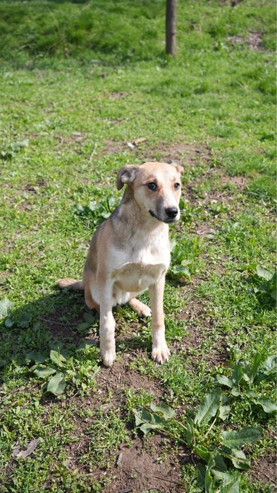 Звоночек собака девочка ищет семью. Добрая к детям