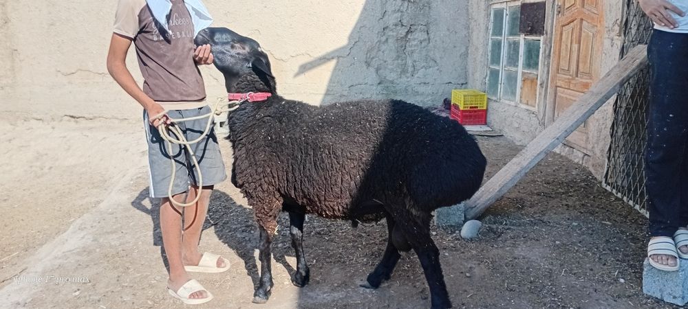 Katta qoʻchqor sotiladi 2tish