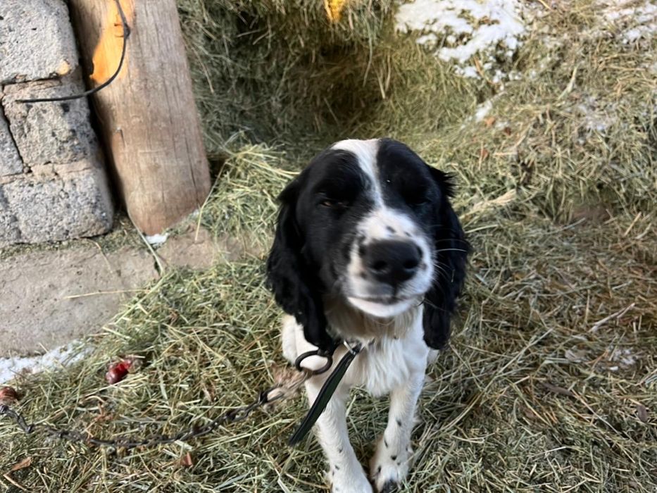 Спанел күшіктер 2еркек күшік