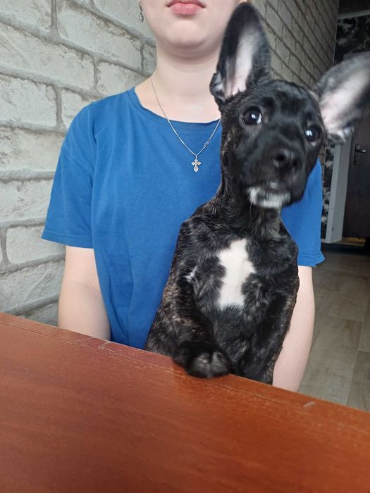 отдам даром щенка