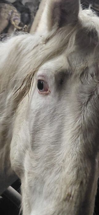 Жеребец 3 года объезжен чисто белый