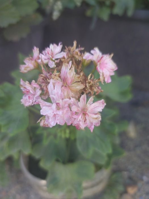 Комнатные растение