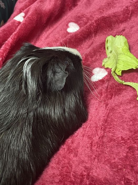 Porcusori se guineea