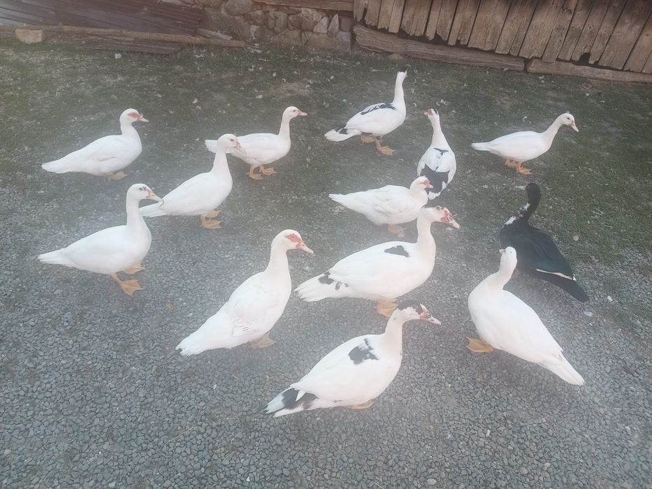 Vand rațe crescute acasa