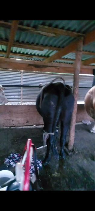 Продам доенных коров