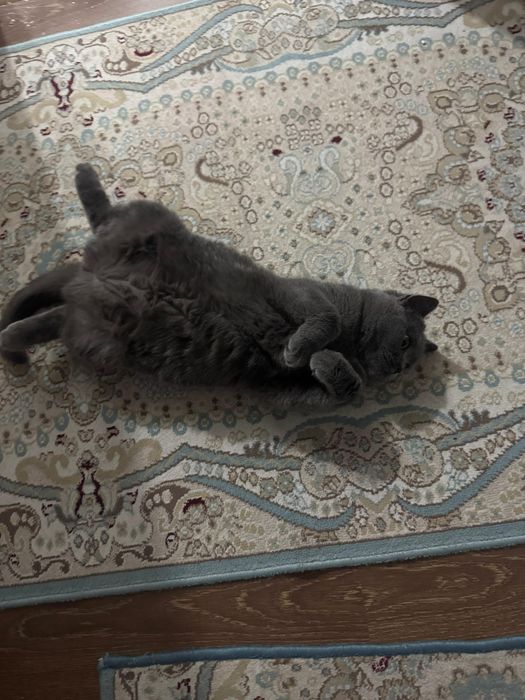 кошка британская