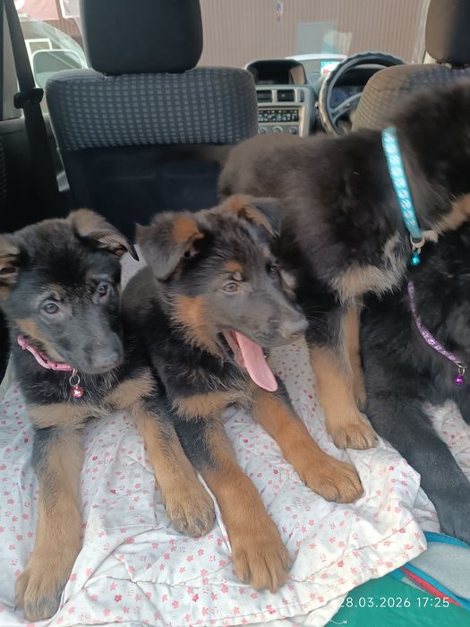 Немецкая овчарка щенки