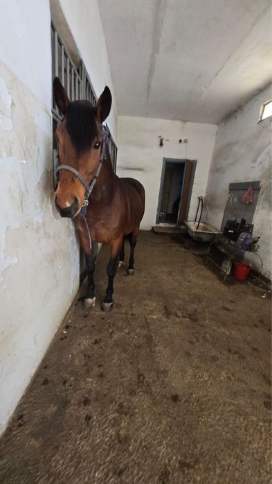 На продаже Жеребец Айгыр 6 лет